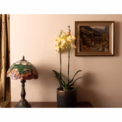 Jardinopia CCBP0003C decorative statue/figurine Multicolour