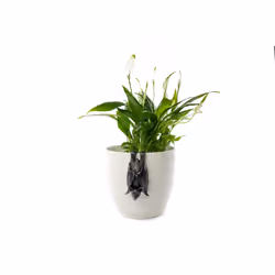 Jardinopia PB0001 planter accessory Planter hanger
