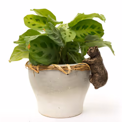 Jardinopia PB0016 planter accessory Pot hanger decoration
