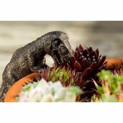 Jardinopia PB0035 garden statue Animal garden statue Bronze 1 pc(s) - Additional view 6