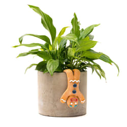 Christmas Pot Ornament Hanger Gingerbread Plant Buddies Indoor/Outdoor