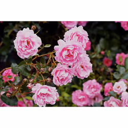 Spear Jackson Rose Defence 1L