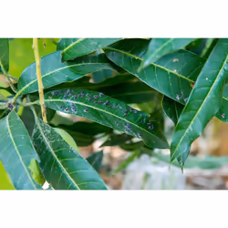 Spear & Jackson Bug & Mildew Control 2 x 1L