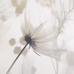 Muriva Lissa Flower Cream Wallpaper 215503