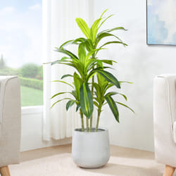 Artificial Agave Tree with Plastic Planter & Moss - 120CM