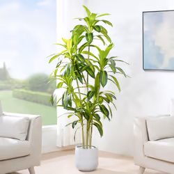 Artificial Agave Tree with Plastic Planter & Moss - 170CM