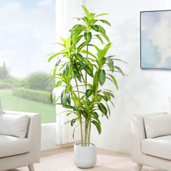 Artificial Agave Tree with Plastic Planter & Moss - 170CM