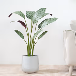 Artificial Bird of Paradise Tree with Planter&Moss - 90CM