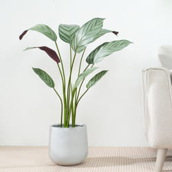 Artificial Bird of Paradise Tree with Planter&Moss - 90CM