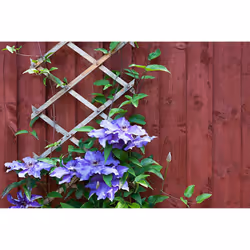 2 x 6ft Expanding Wooden Garden Trellis Climbing Plant Support Brown