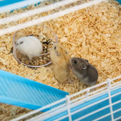PawHut Hamster Cage w/ Water Bottle, Exercise Wheel, Tubes, Ramps-Light Blue - Additional view 6