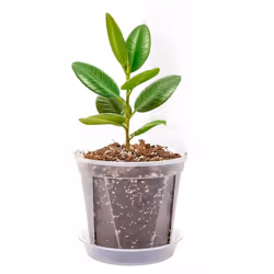 2 Clear Orchid Plant Pot Saucer Dish For 11cm-18cm Orchid Pots 14cm