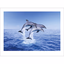 Pyramid International Dolphin Trio Print
