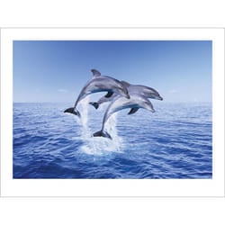 Pyramid International Dolphin Trio Print