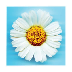 Pyramid International Big Daisy Print