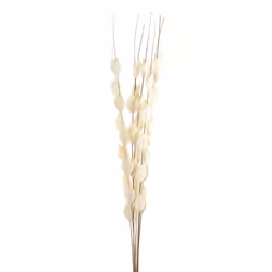 Hill Interiors Bouquet Of Dried Thlaspi Arvense Artificial Flower