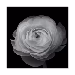 Pyramid International Ranunculus Print - 40cm x 40cm, Black/White