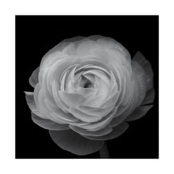 Pyramid International Ranunculus Print - 40cm x 40cm, Black/White