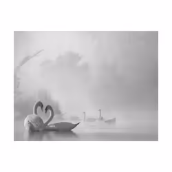 Pyramid International Morning Fog On Swan Lake Print - 50cm x 40cm, White