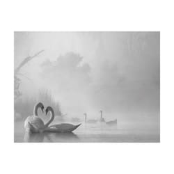 Pyramid International Morning Fog On Swan Lake Print - 50cm x 40cm, White