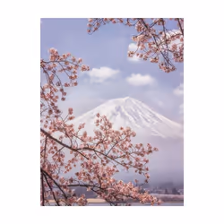 Makiko Samejima Mount Fuji Cherry Blossom Print