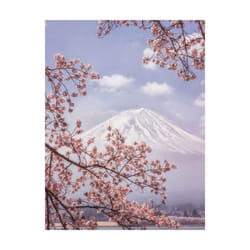 Makiko Samejima Mount Fuji Cherry Blossom Print