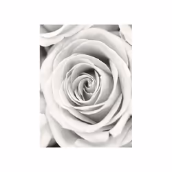 Del Frank Krahmer Rose Canvas Print