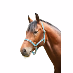 Roma Stripe Horse Headcollar - Warmblood, Grey/Peach/Turquoise