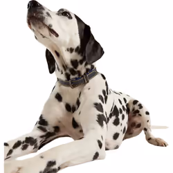 Joules Leather Dog Collar
