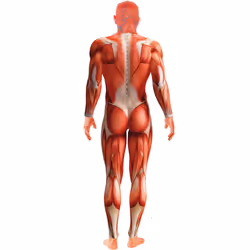 Smiffys Mens Anatomy Man Costume - M, Red