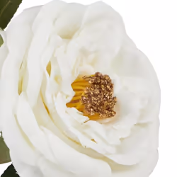 Hill Interiors The Natural Garden Collection Hedge Rose Artificial Flower