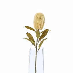 Hill Interiors Banksia Serrata Artificial Flower - One Size, Cream