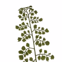 Hill Interiors The Natural Garden Collection Maidenhair Fern Artificial Flower