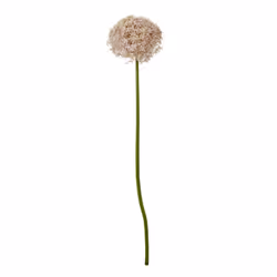 Hill Interiors Allium Stem Artificial Plant - 80cm, Lilac
