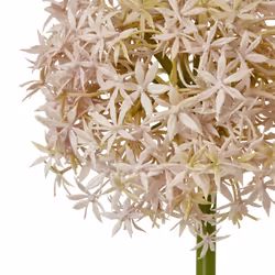 Hill Interiors Allium Stem Artificial Plant - 80cm, Lilac