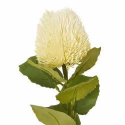 Hill Interiors Banksia Stem Artificial Plant - One Size, Cream