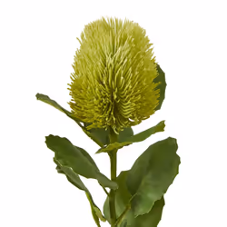 Hill Interiors Banksia Stem Artificial Plant - One Size, Green