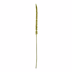 Hill Interiors Eremurus Stem Artificial Plant - One Size, Green