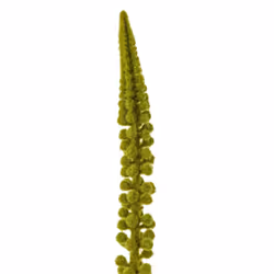 Hill Interiors Eremurus Stem Artificial Plant - One Size, Green