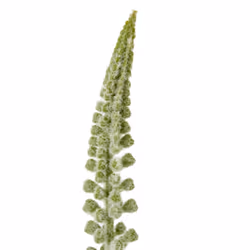 Hill Interiors Eremurus Stem Artificial Plant - One Size, White