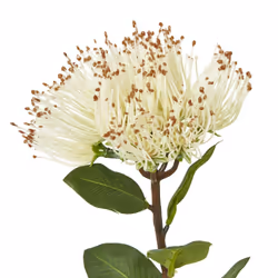 Hill Interiors Protea Nitida Stem Artificial Plant