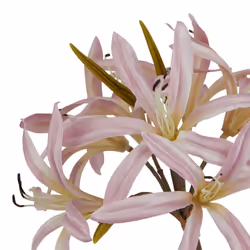 Hill Interiors The Natural Garden Collection Lily Stem Artificial Flower