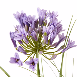 Hill Interiors Agapanthus Plant Pot - One Size, Green/Purple