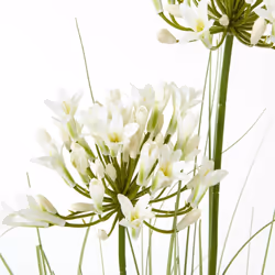 Hill Interiors Agapanthus Plant Pot - One Size, White/Green