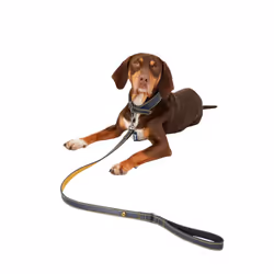 Rosewood Joules Leather Dog Lead