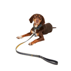 Rosewood Joules Leather Dog Lead