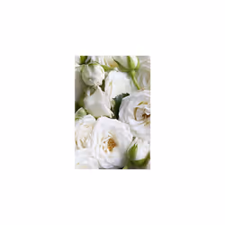 Korres Care White Blossom 250 ml Shower gel Unisex Body White rose, Bergamot - Additional view 5