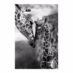 Giraffes with Sunglasses Funny Art Posters And Prints Black And White Animals Canvas Paintings on the Wall Art Pictures Cuad  ...