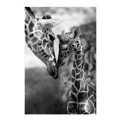 Giraffes with Sunglasses Funny Art Posters And Prints Black And White Animals Canvas Paintings on the Wall Art Pictures Cuad - green, 50x70cm no frame