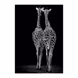 Giraffes with Sunglasses Funny Art Posters And Prints Black And White Animals Canvas Paintings on the Wall Art Pictures Cuadr ...